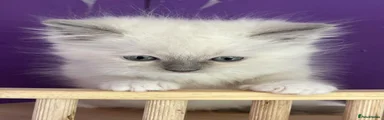 Ragdoll Kitten 5