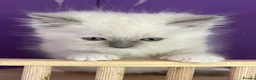 Ragdoll cats for sale: ❤️ Gorgeous ragdoll kittens ❤️ - Advert 5