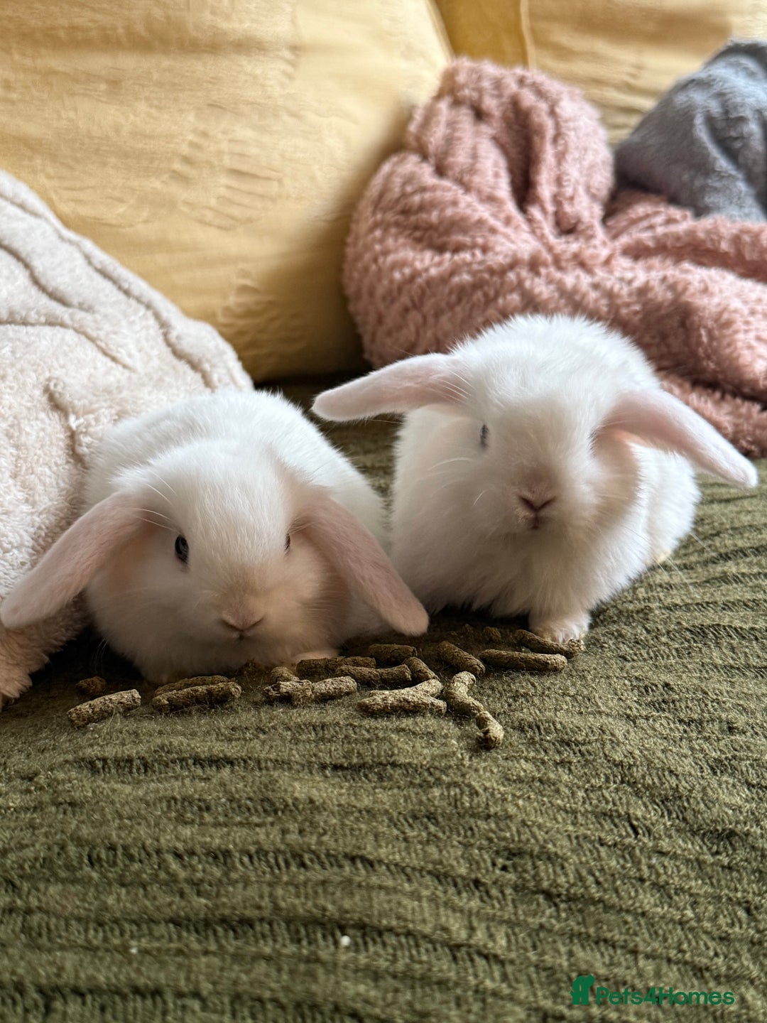 Mini Lop rabbits for sale: Pure white mini Loop female ready to leave!!  - Image 5