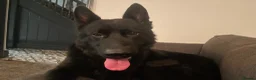 German Shepherd dogs for sale: Black, Pedigree German shepherd male - 3 years old - Advert 5
