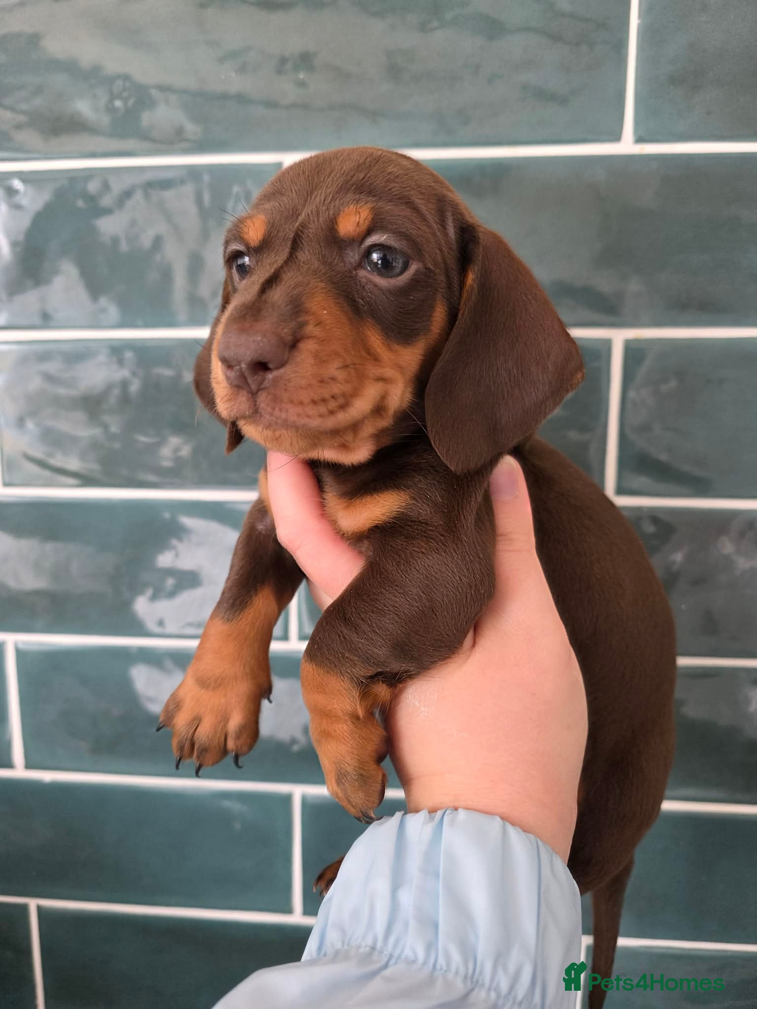 Miniature Dachshund dogs Miniature dachshund pups - Advert 2