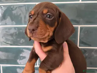 Miniature Dachshund dogs Miniature dachshund pups - Advert 2