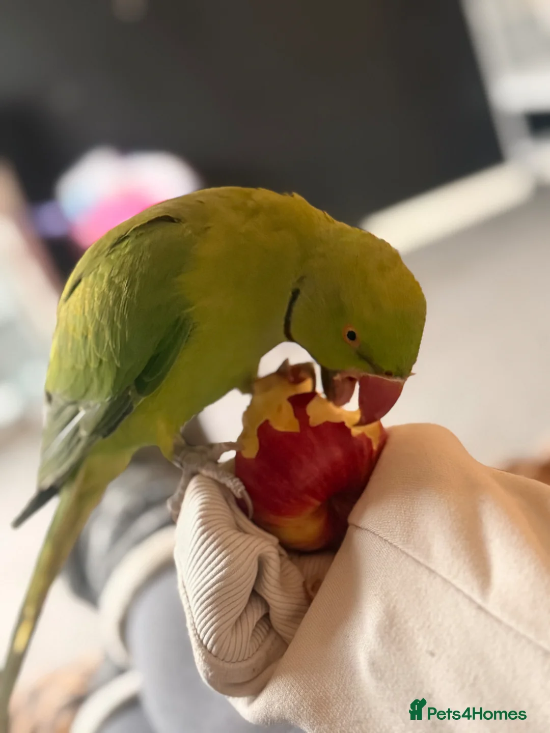 Ringnecks birds for sale: Indian ring neck in Exeter - Advert 2