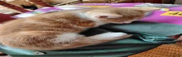 Mixed Breed cats for sale: Lovely, friendly kittens - Advert 6