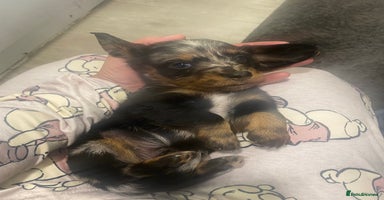 Dachshund dogs - Advert 13