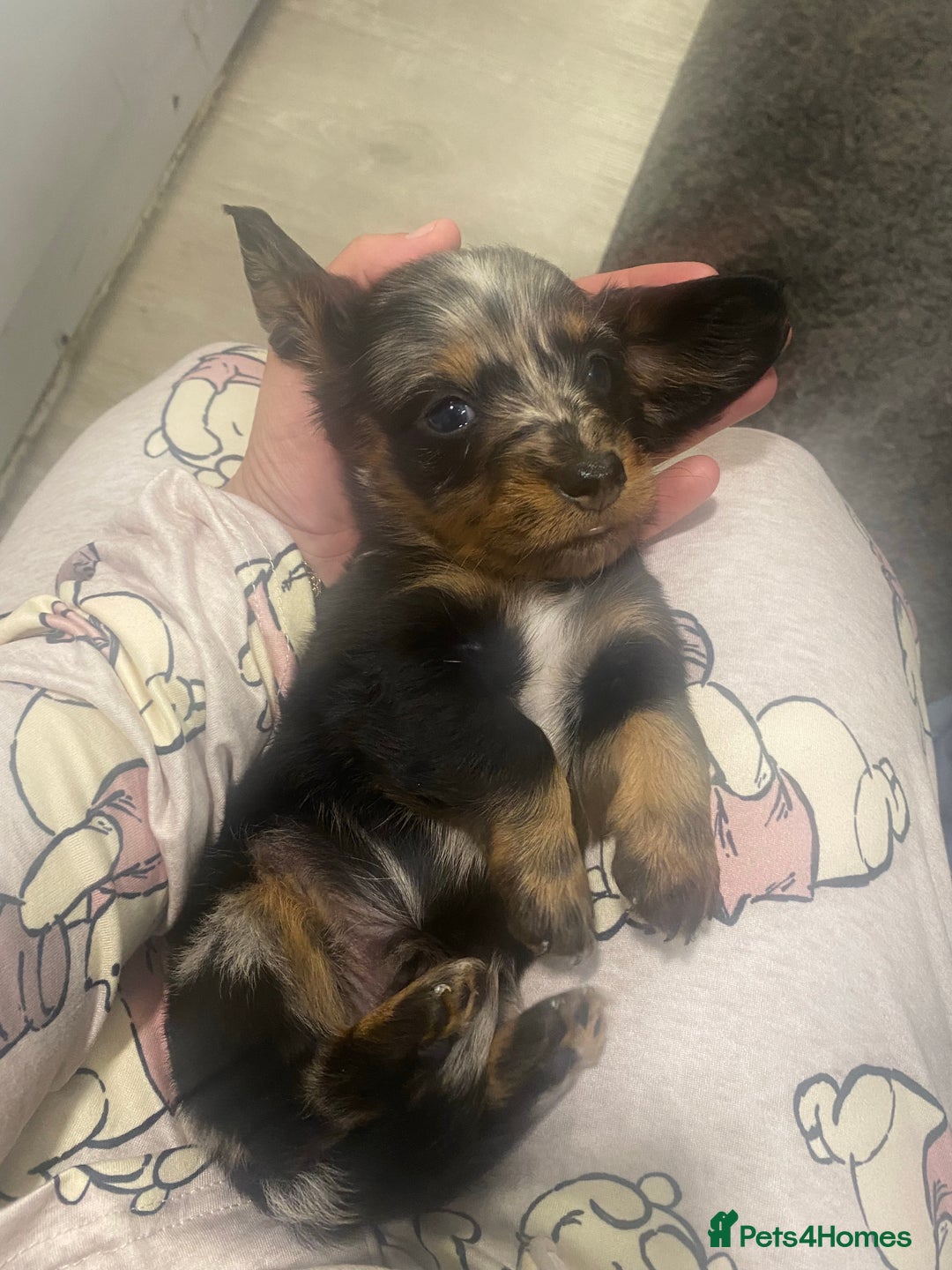 Dachshund dogs for sale: Dachshund puppy’s  - Image 2