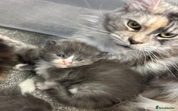 Maine Coon cats for sale: Beautiful RARE coloured Maine Coons - Image 31