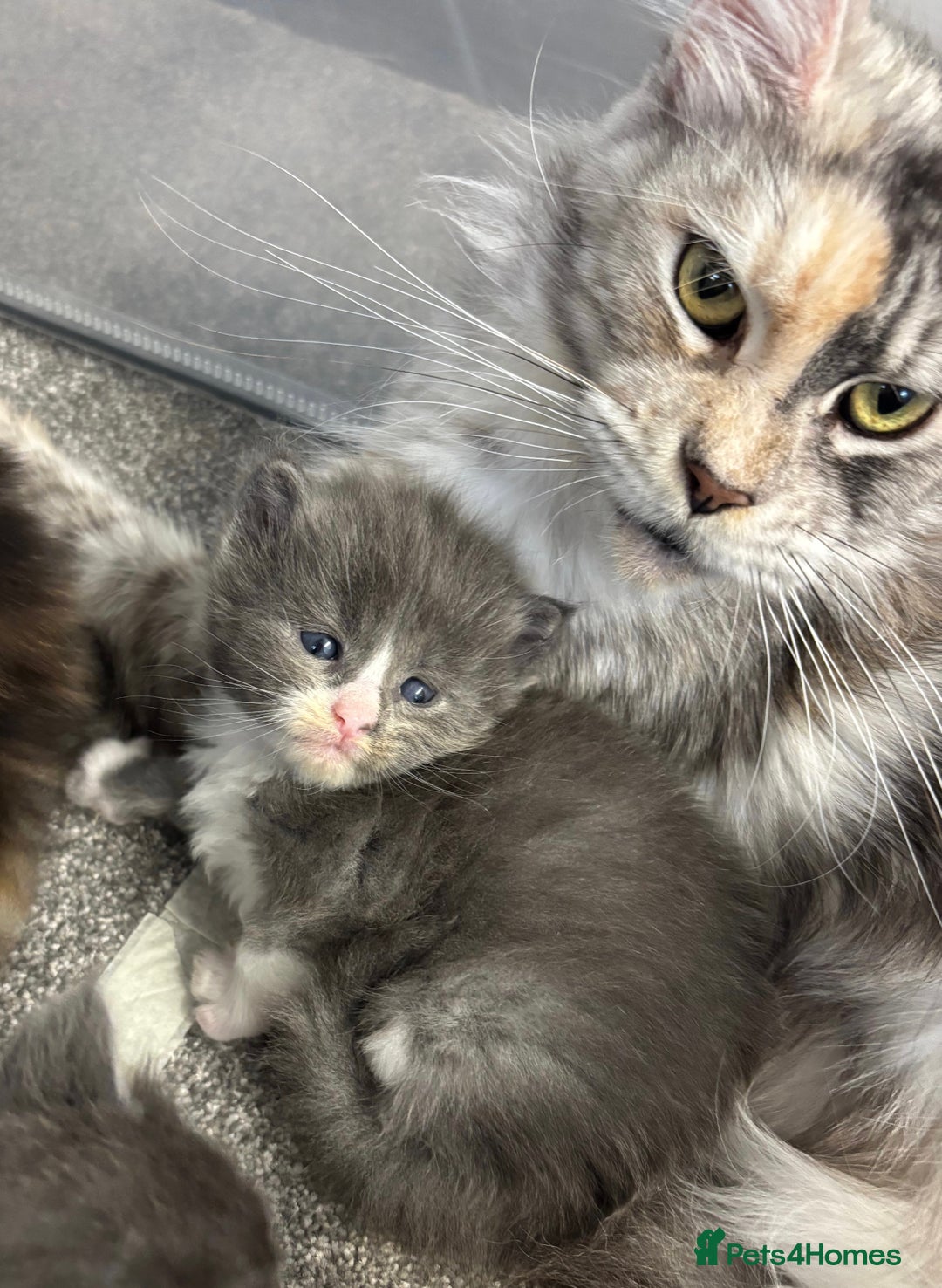 Maine Coon cats for sale: Beautiful RARE coloured Maine Coons - Image 31