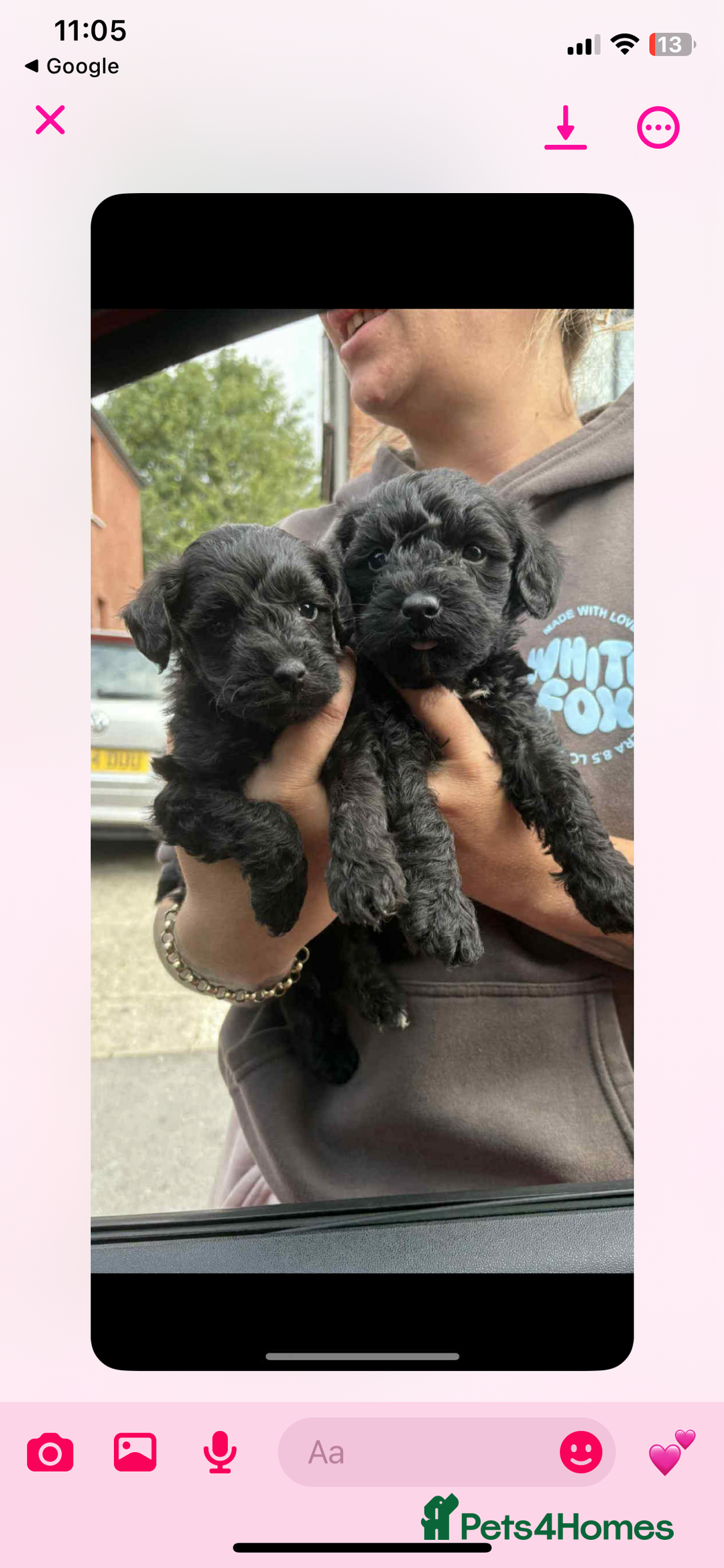 Mixed Breed dogs for sale: Schnoodle - Image 1