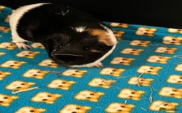Guinea Pig rodents for sale: Amos and Arthur - Image 4