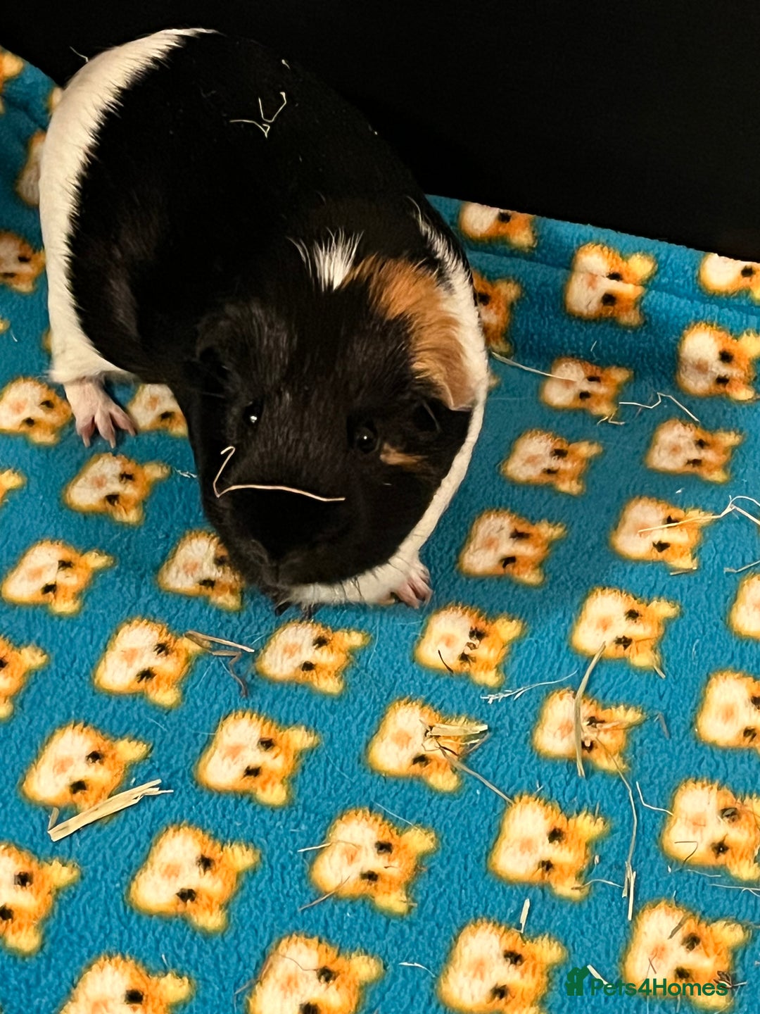 Guinea Pig rodents for sale: Amos and Arthur - Image 4