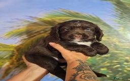 Sprocker dogs for sale: Sproker last beautiful chocolate boy.   - Image 1