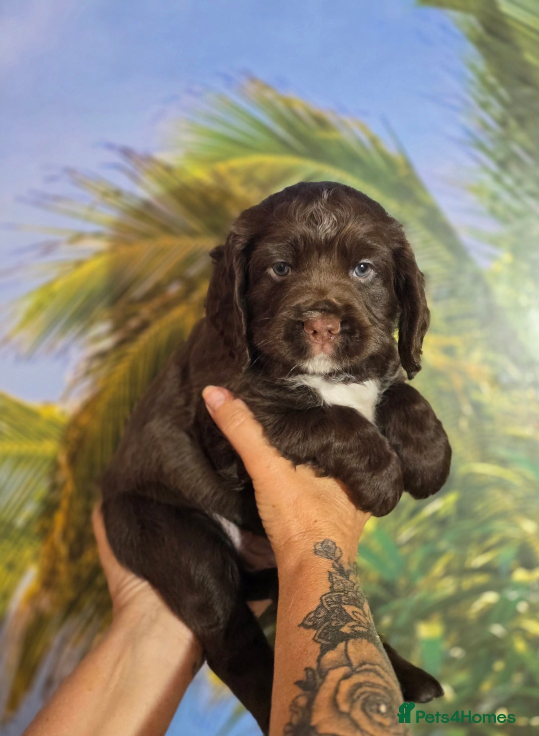 Sprocker dogs for sale: Sproker last beautiful chocolate boy.   - Image 1