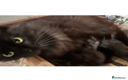 Maine Coon cats for sale: Maine Coon Male Kitten - Advert 3