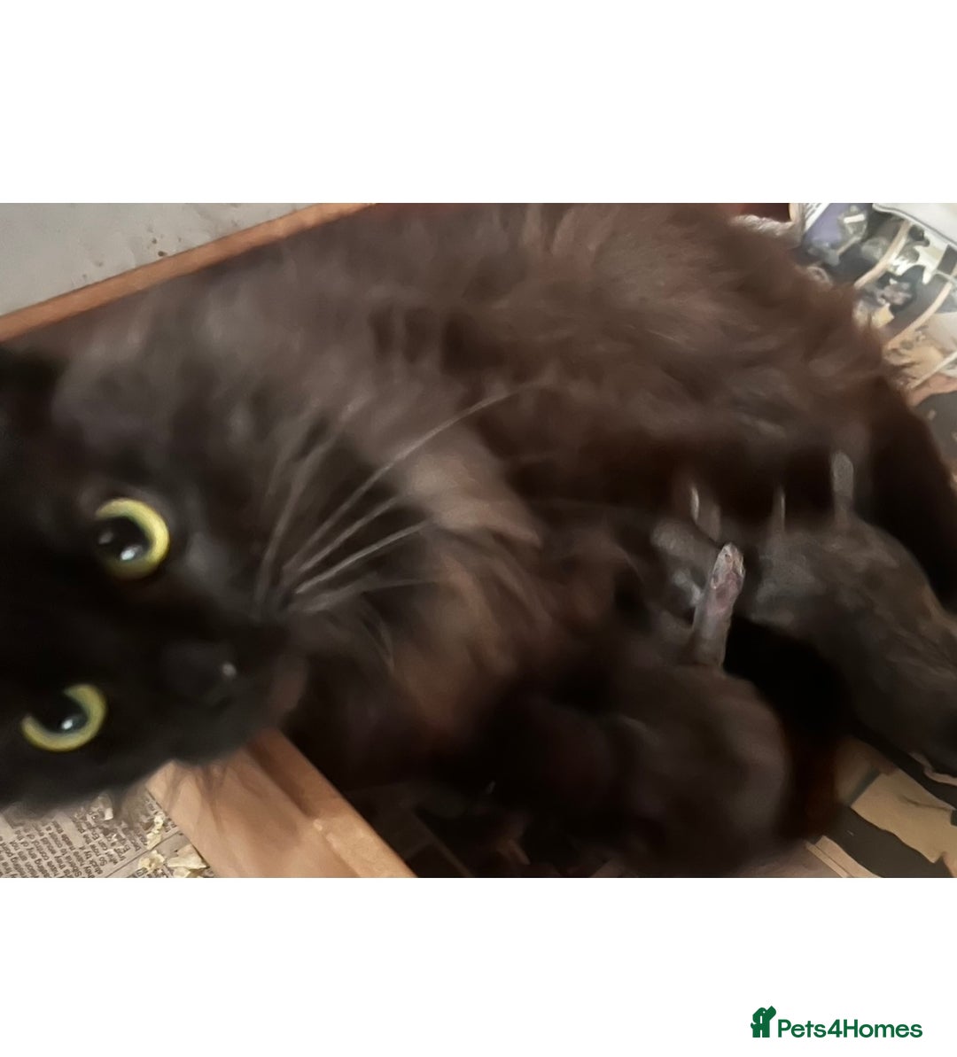 Maine Coon cats for sale: Maine Coon Male Kitten - Advert 3