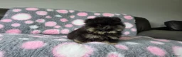 Pomeranian dogs for sale: Tiny hearts wrapped in fluffy coats ready for love - Advert 1