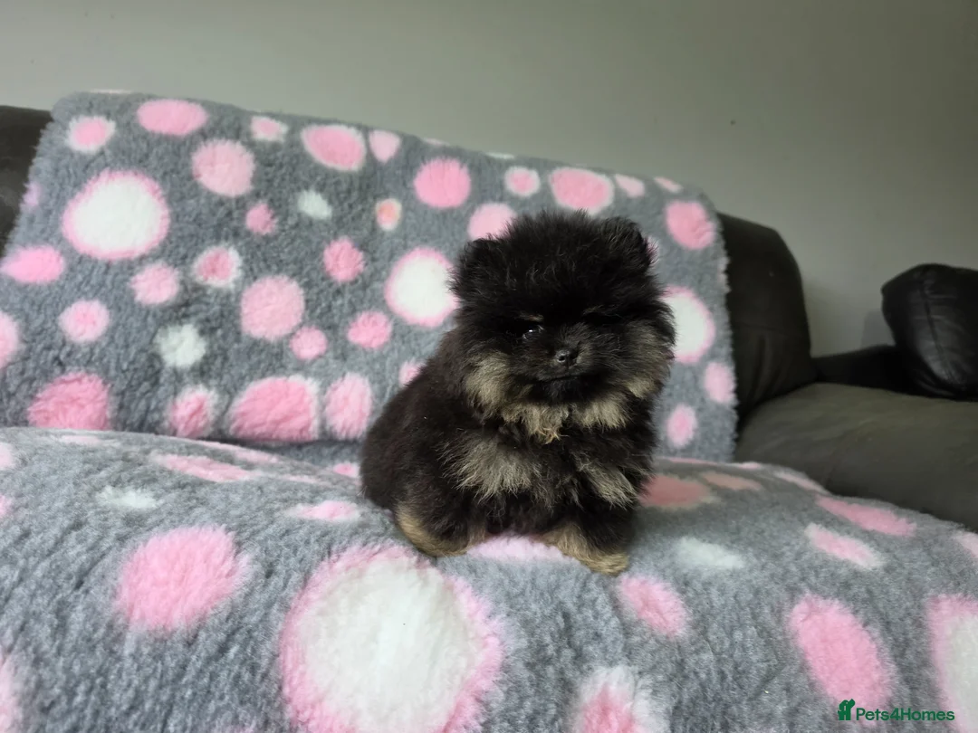 Pomeranian dogs for sale: Tiny hearts wrapped in fluffy coats ready for love - Advert 1