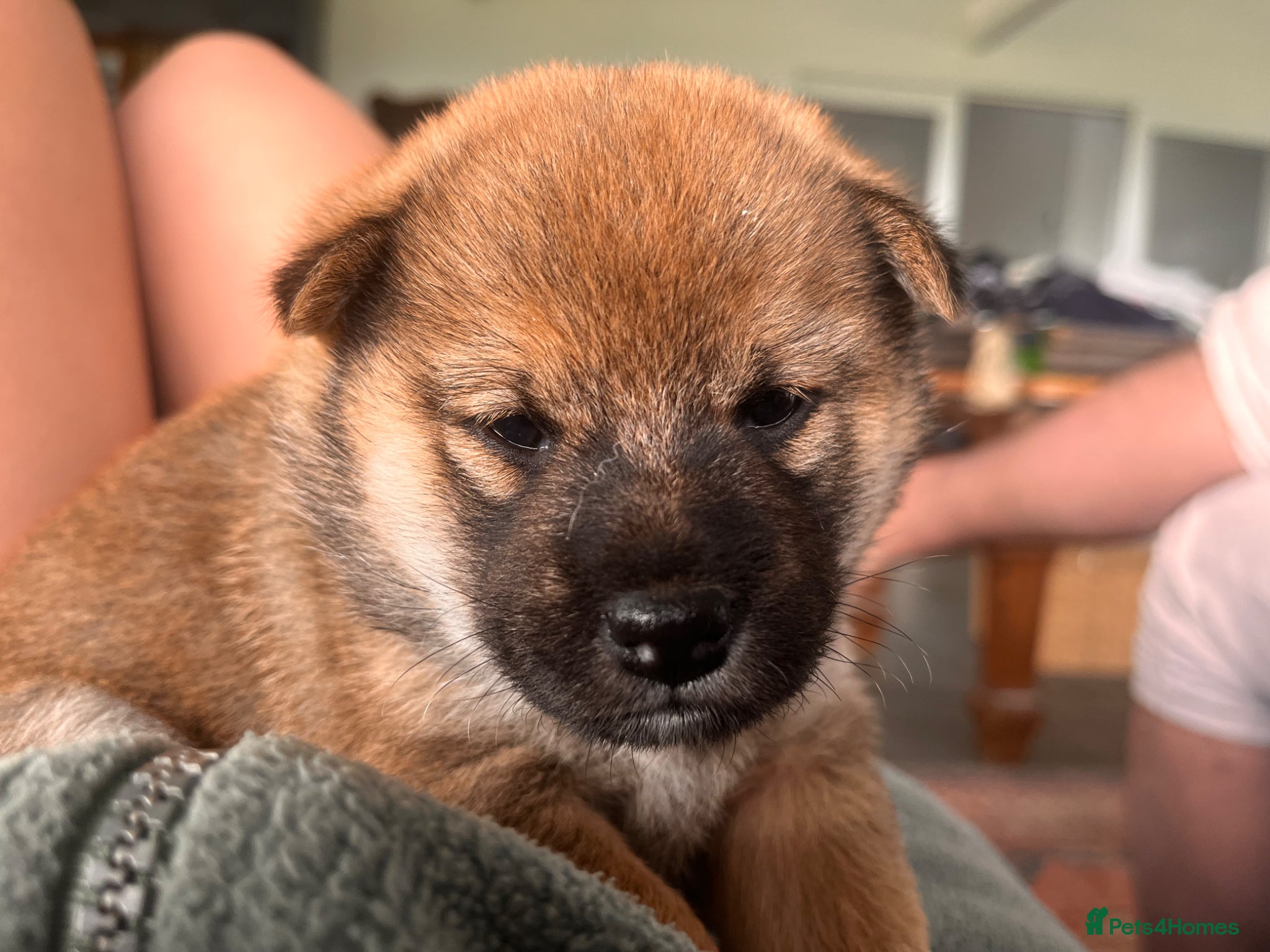 Japanese Shiba Inu dogs 3 beautiful Shiba puppies  - Advert 13