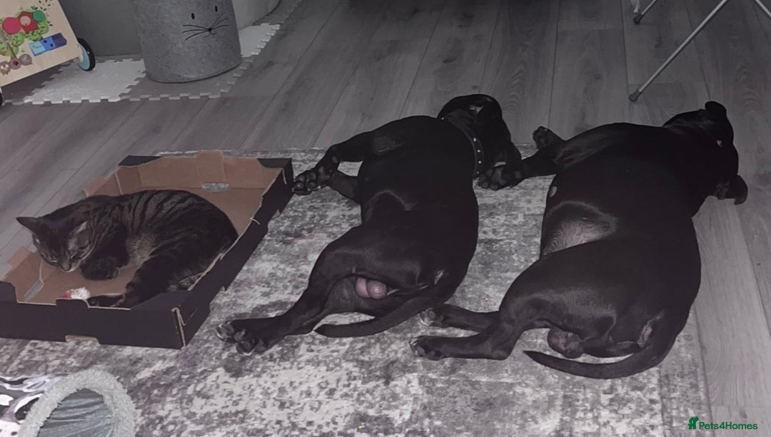 Staffordshire Bull Terrier dogs for stud: Beautiful 3 1/2 year old staff for stud FREE - Advert 7