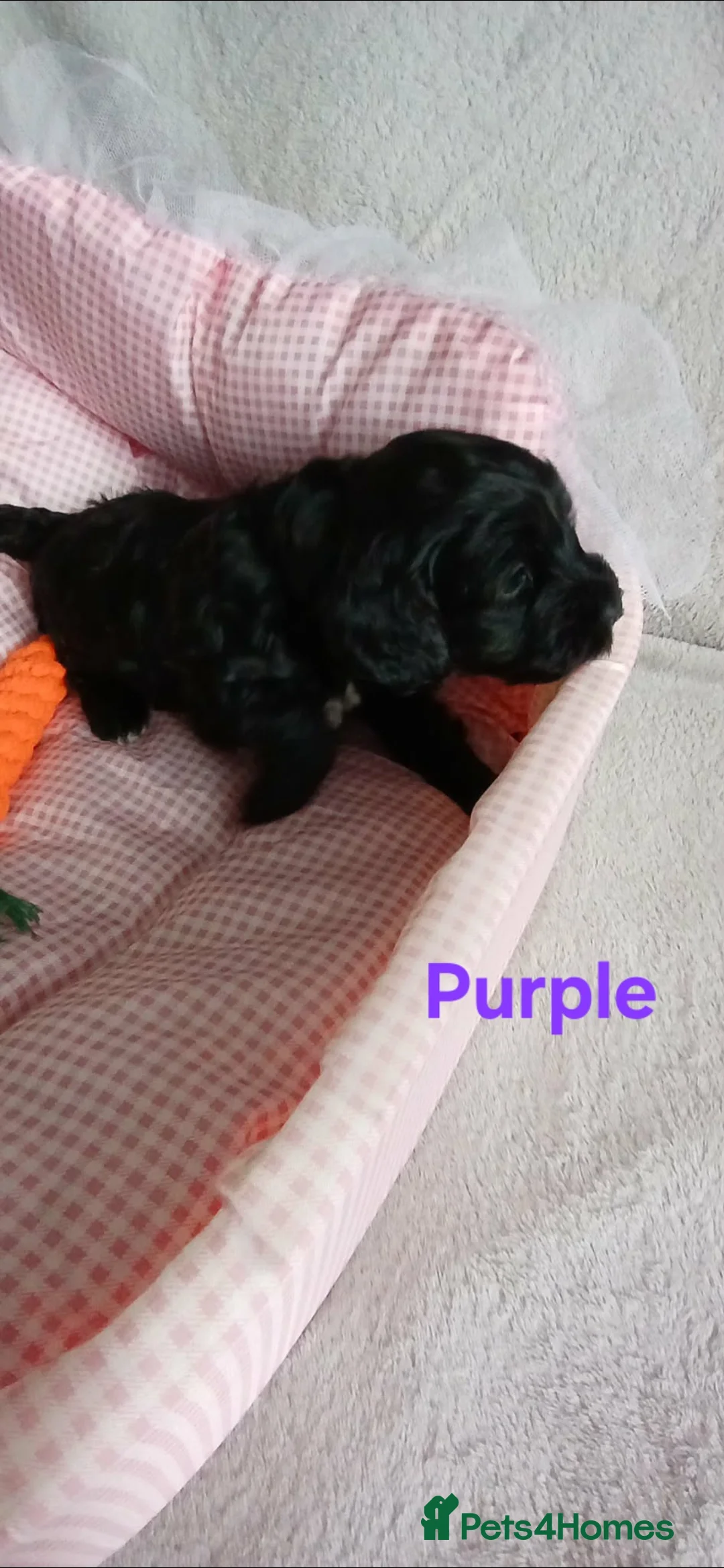 Cockapoo dogs for sale: 6 stunning cockerpoo 3 boys 3 girls  - Advert 2