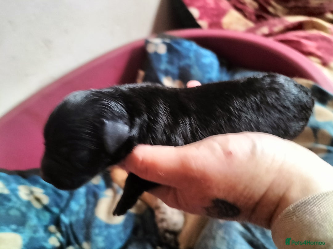 Labradoodle dogs for sale: Beautiful labradoodle puppies for sale  - Advert 6