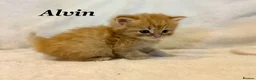 Persian cats for sale: Six absolutely stunning Persian Kittens - Advert 15
