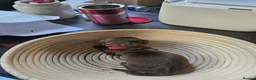 Dachshund dogs for sale: Smooth haired Dachshund Puppies in Wellington - Advert 9