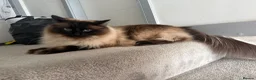 Ragdoll cats for sale: Ragdoll Male Cat Energetic Full of Personality 🐾 in Wolverhampton - Advert 5