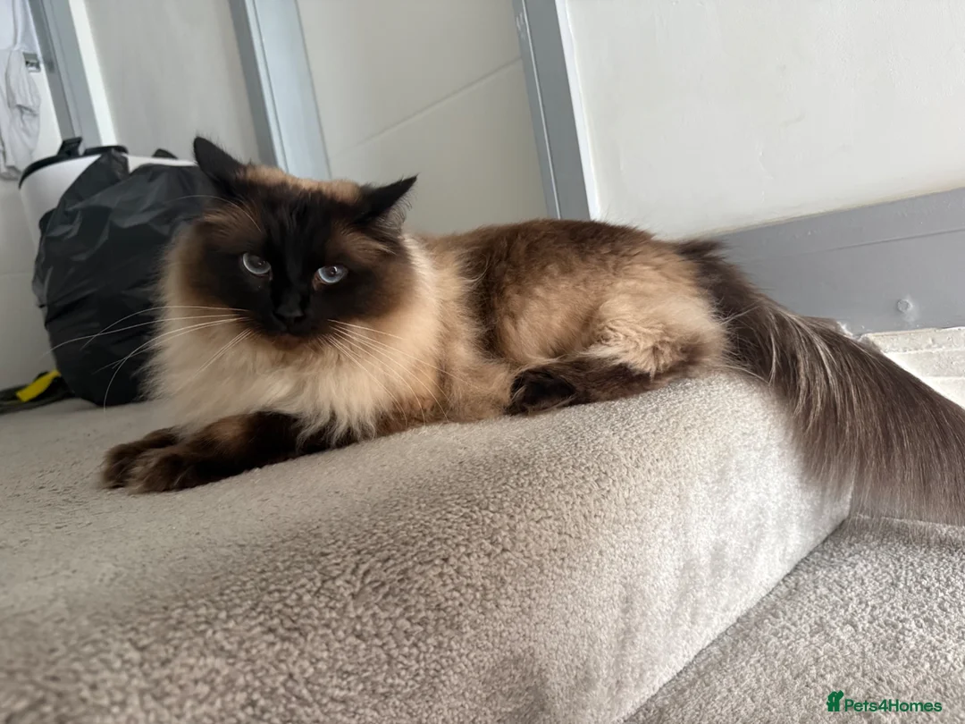 Ragdoll cats for sale: Ragdoll Male Cat Energetic Full of Personality 🐾 in Wolverhampton - Advert 5
