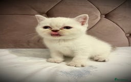 Scottish Fold cats for sale: Selling Adorable Scottish Fold & Straight Kittens - Image 18