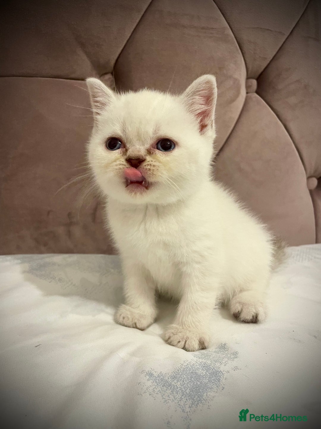 Scottish Fold cats for sale: Selling Adorable Scottish Fold & Straight Kittens - Image 18