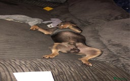 French Bulldog dogs for sale: Rehoming!!!!  - Image 2