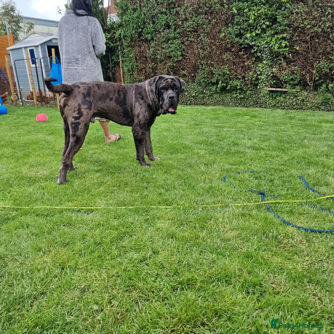 Cane Corso dogs for sale: ULTIMATE CANE CORSO PUPPIES  - Image 14