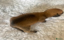 Mixed Breed dogs for sale: Tiny chiweenie puppy’s  - Image 5