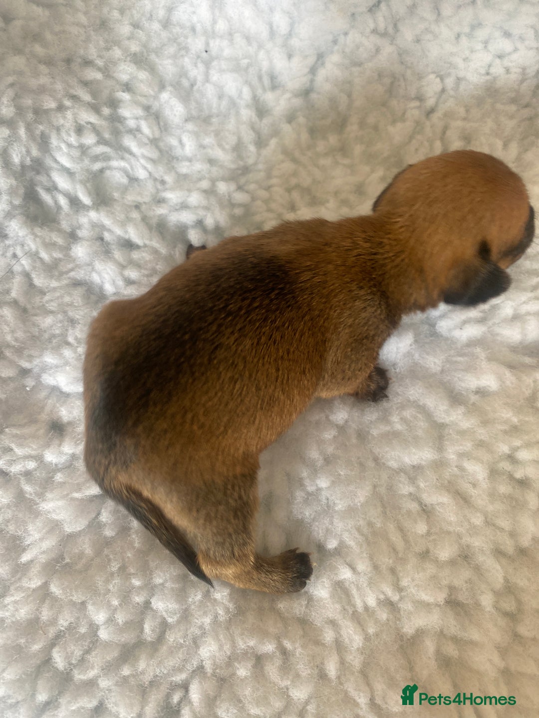 Mixed Breed dogs for sale: Tiny chiweenie puppy’s  - Image 5