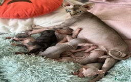 Sphynx cats for sale: 4 Beautiful sphynx kittens available - Image 18