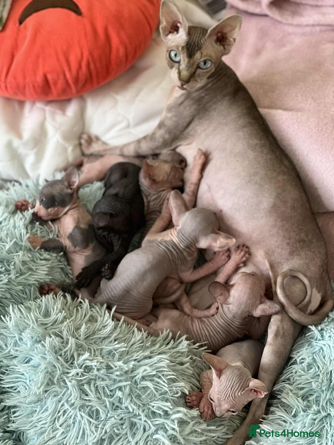 Sphynx cats for sale: 4 Beautiful sphynx kittens available - Image 18