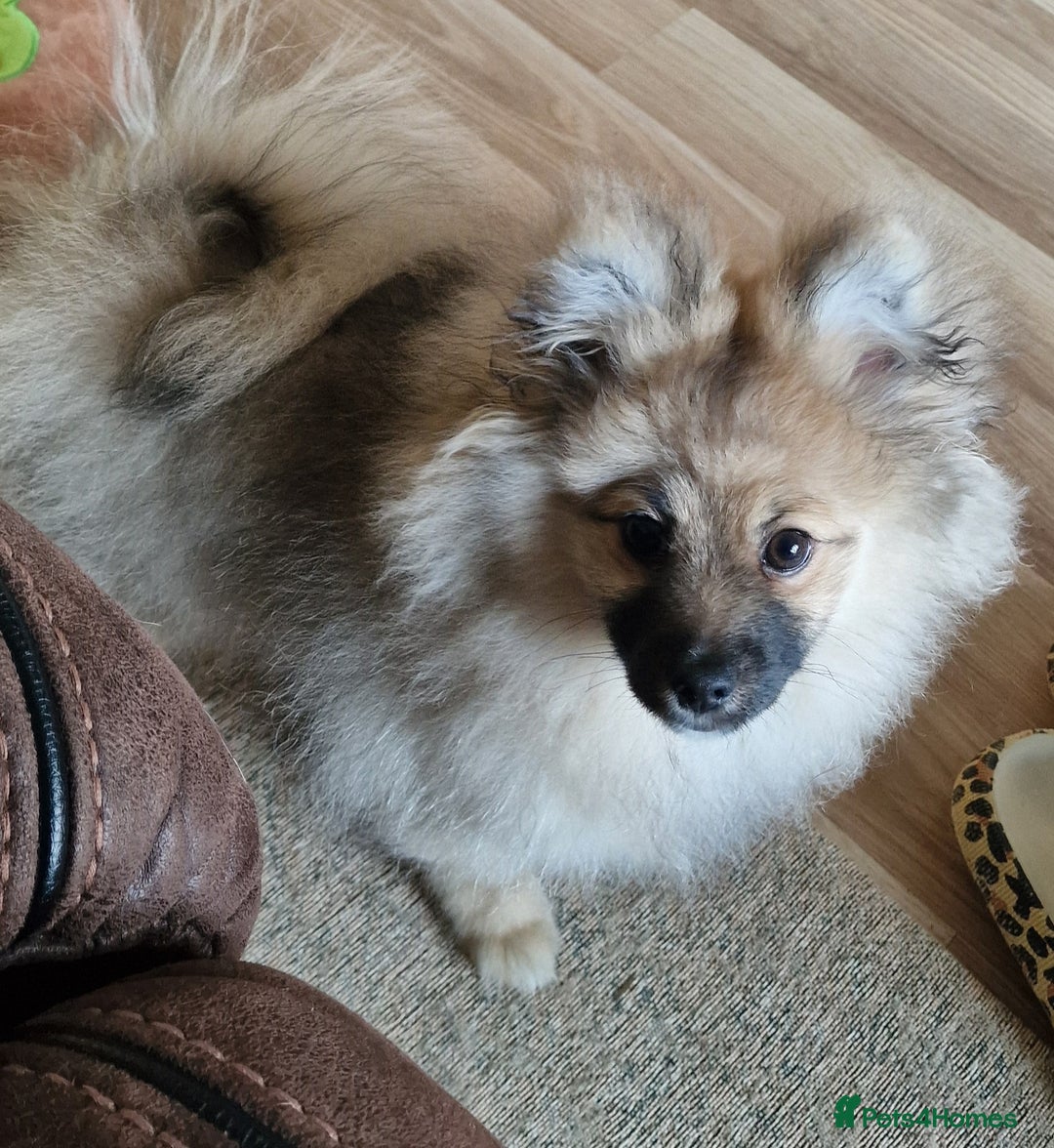 Pomeranian dogs for sale: Pomeranian kc registered boy pup, last in litter - Advert 1