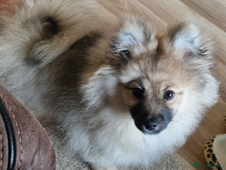 Pomeranian dogs Pomeranian kc registered boy pup, last in litter - Advert 7