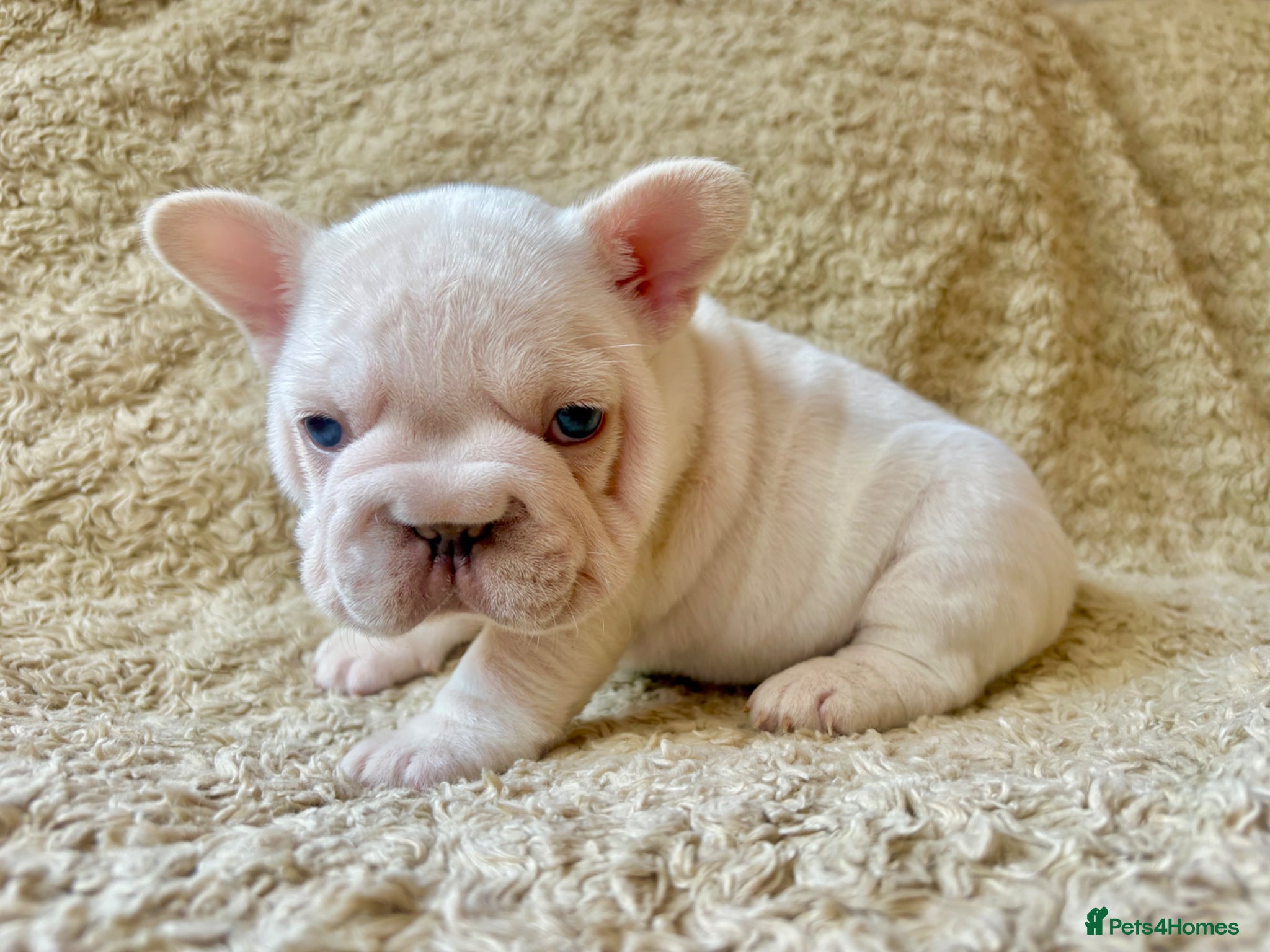 French Bulldog dogs for sale: French Bulldog Babies Ready Soon - Advert 16