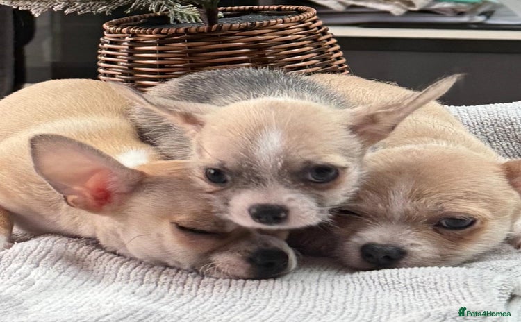 Chihuahua dogs - Advert 2