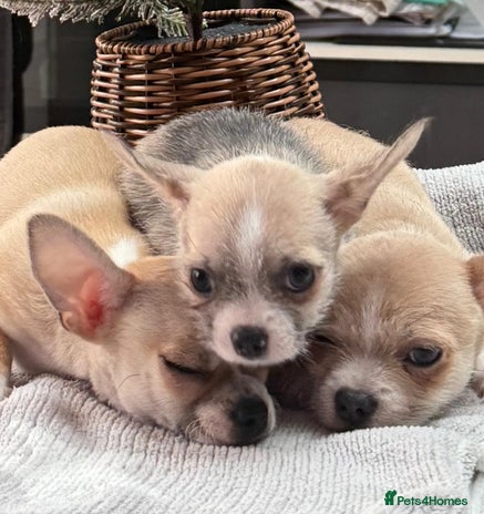 Chihuahua dogs - Advert 1