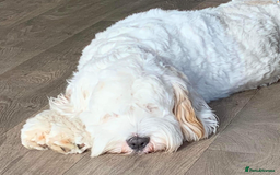 Cavapoo dogs for sale: Miniature Australian Cavadoodles - Image 7
