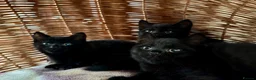British Shorthair cats for sale: British Shorthair kittens - Advert 17