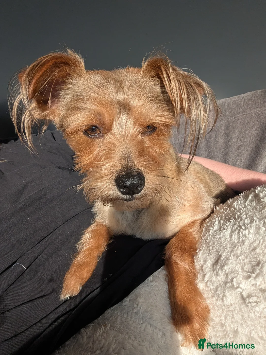 Yorkshire Terrier dogs for sale: 5 Year Old Male Yorkshire Terrier  - Advert 3