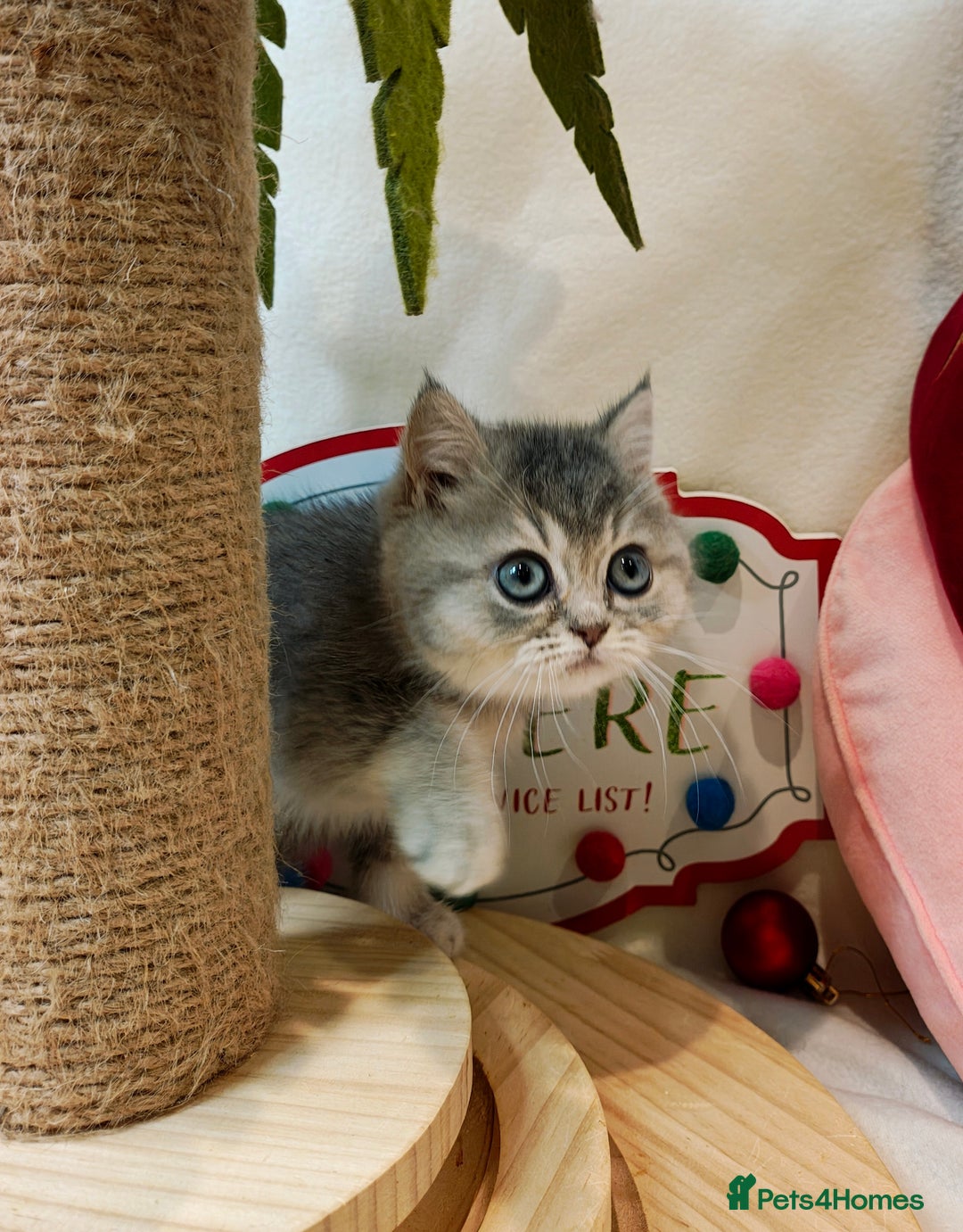 British Shorthair cats for sale: Blue golden girl Tica registered  - Advert 3