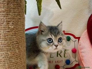 British Shorthair cats Blue, chocolate golden girls - Advert 4