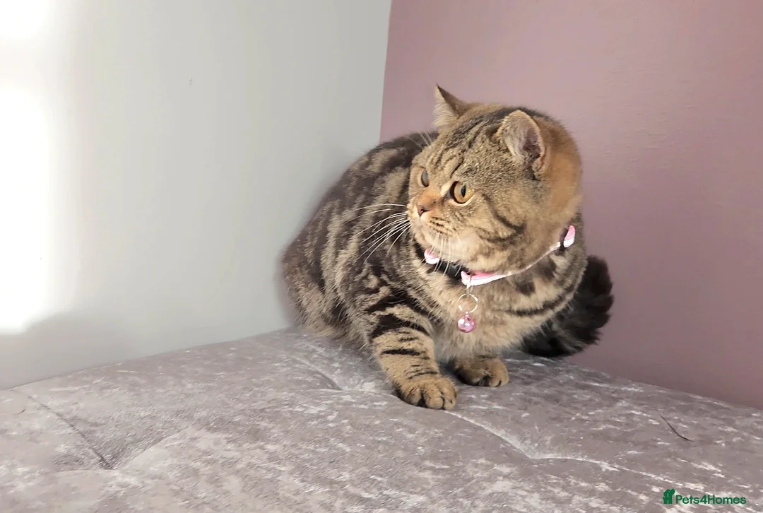 British Shorthair cats for sale: 🏆 Pedigree Silver British Shorthair Kittens 🏆 - Advert 13