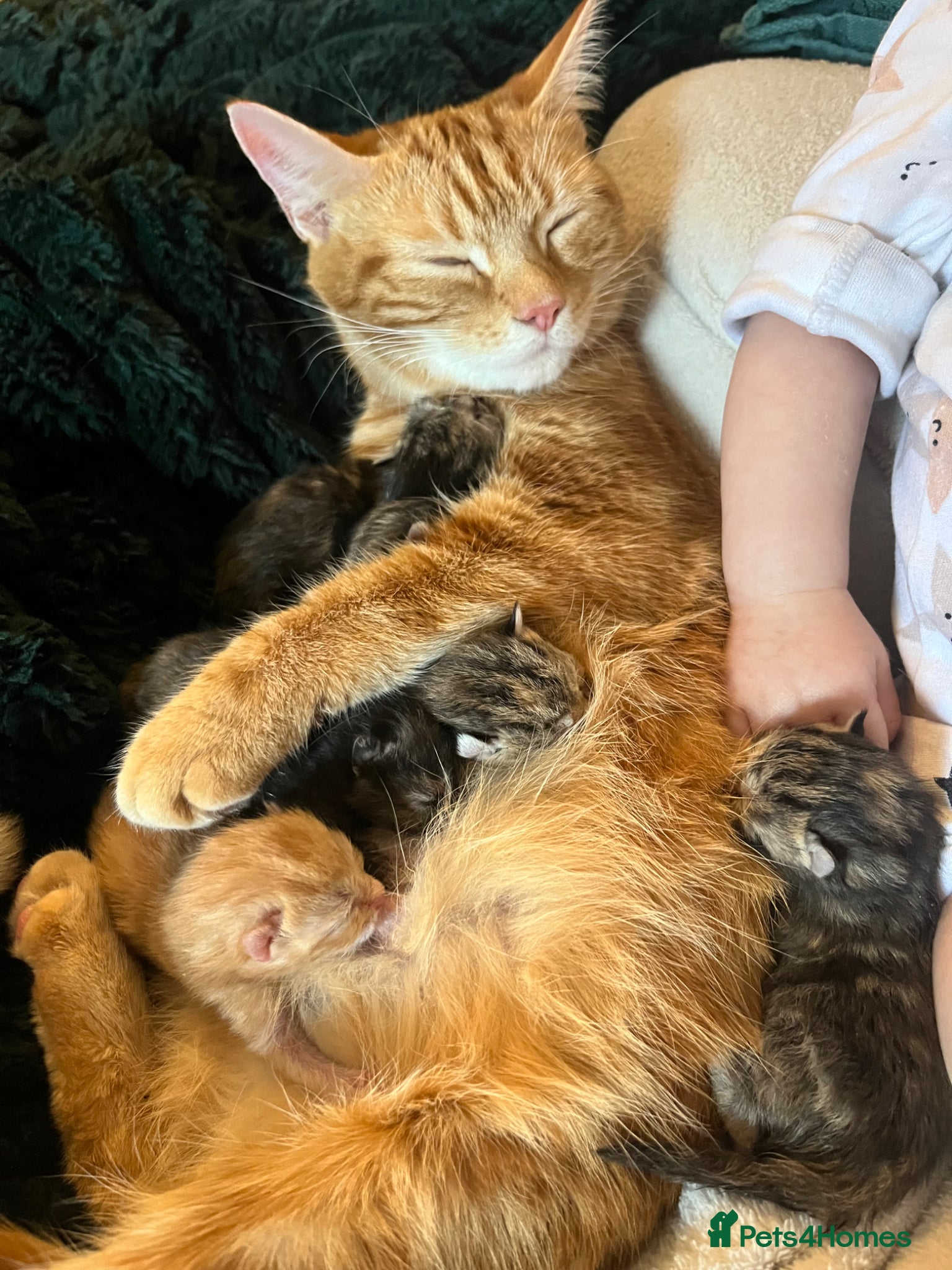 Mixed Breed cats Pure Tabby / Shorthair kittens  - Advert 1