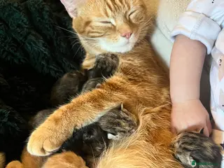 Mixed Breed cats Pure Tabby / Shorthair kittens - Advert 1